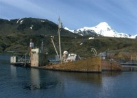 Grytviken_hg_viola_albatros_cropped.jpg
